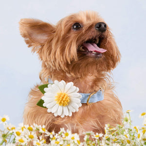 Daisy Dog Collar Flower from The Foggy Dog