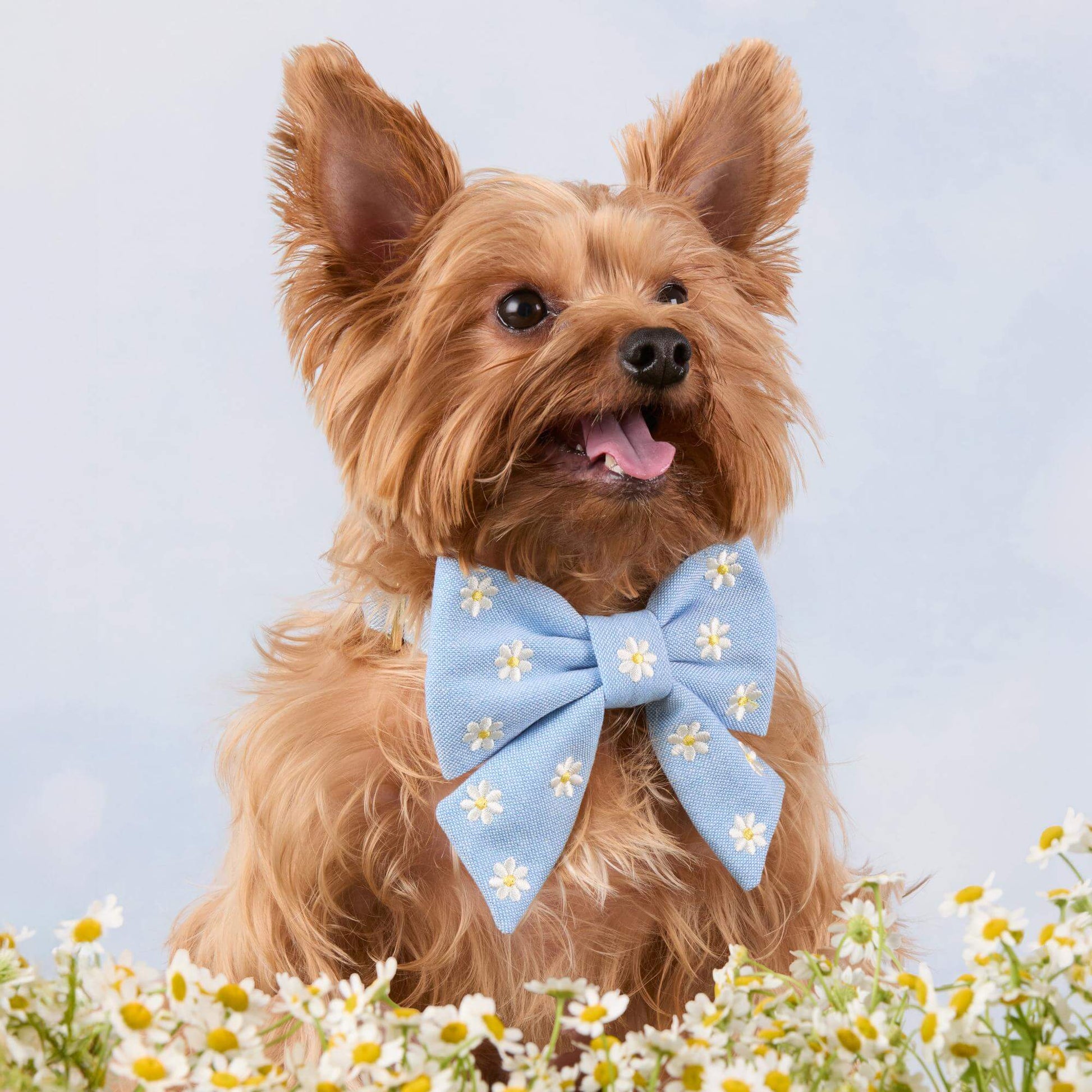 #Modeled by Marley (8lbs) in an X-Small collar and Large lady bow