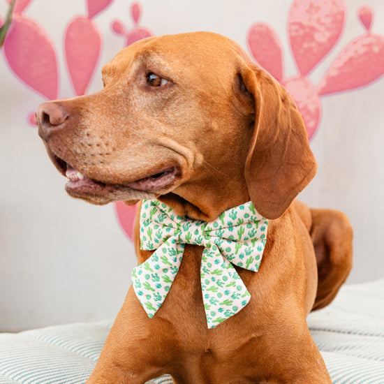 #Modeled by Truman (53lbs) in a Medium collar and Large lady bow