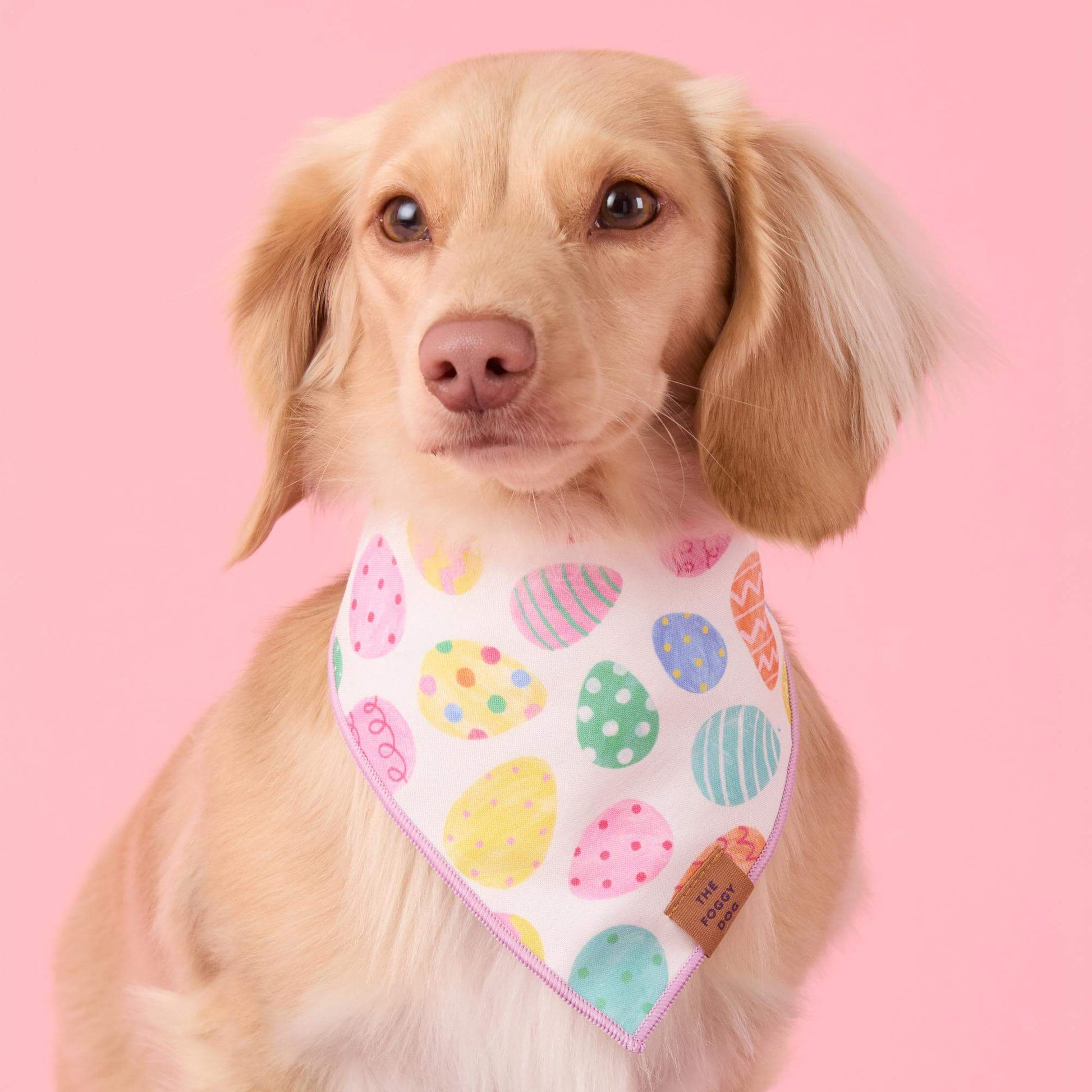 #Modeled by Finley (11lbs) in Small