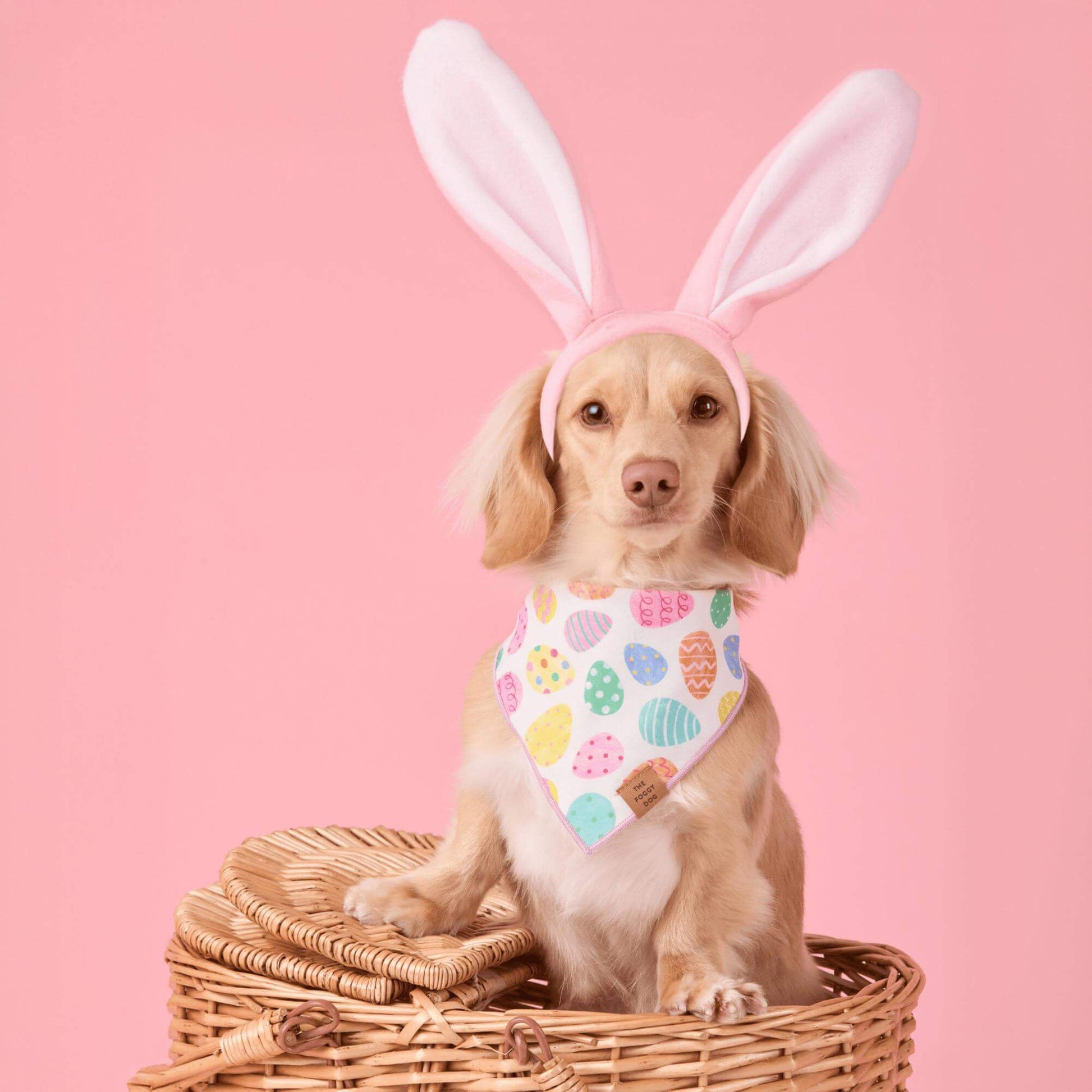 #Modeled by Finley (11lbs) in Small