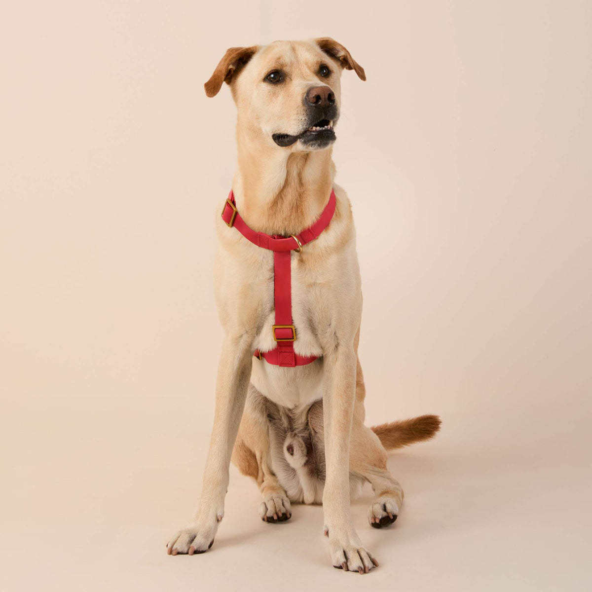 Active Flex Dog Harness - With Handle (M/L), Ember view 3