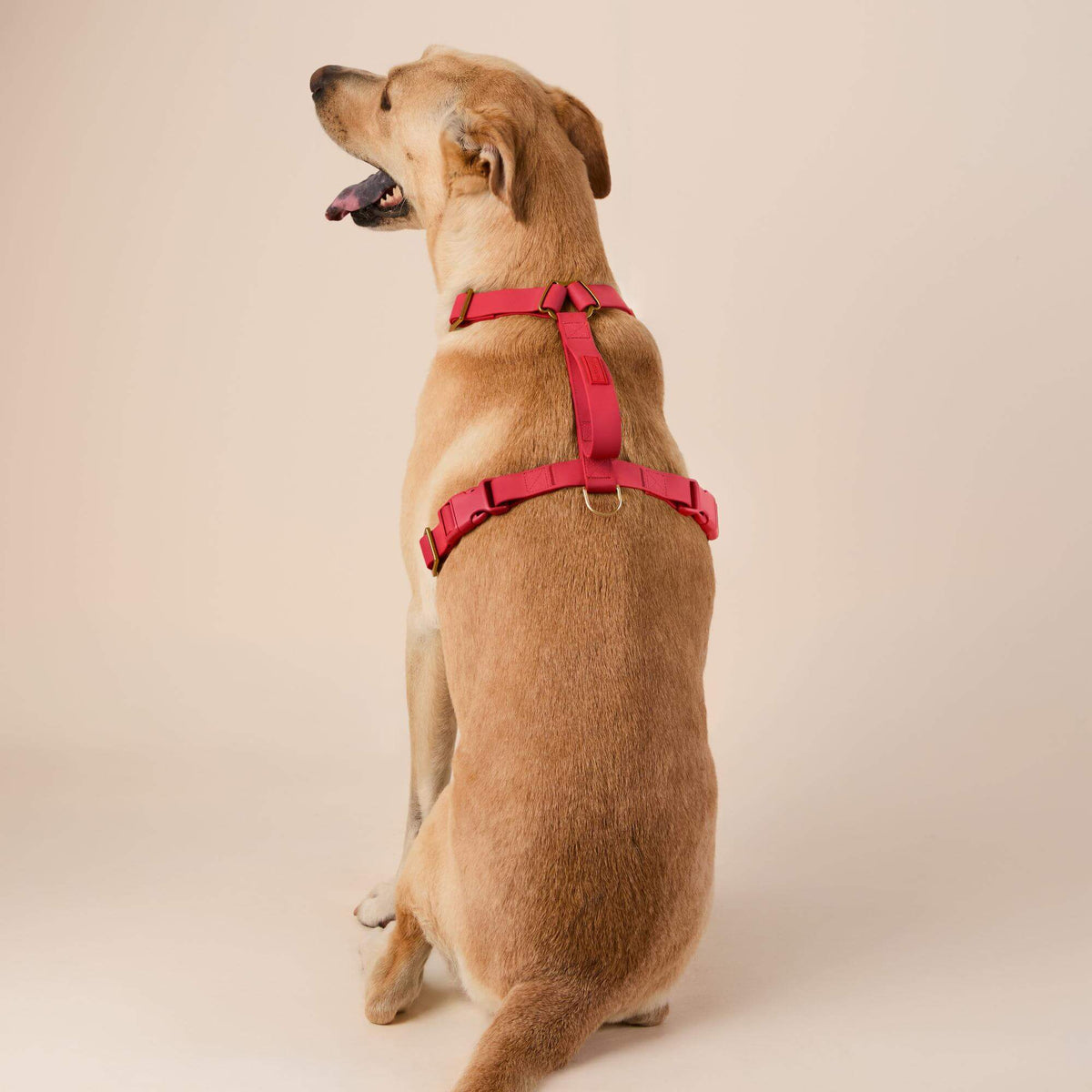 Active Flex Dog Harness - With Handle (M/L), Ember view 5