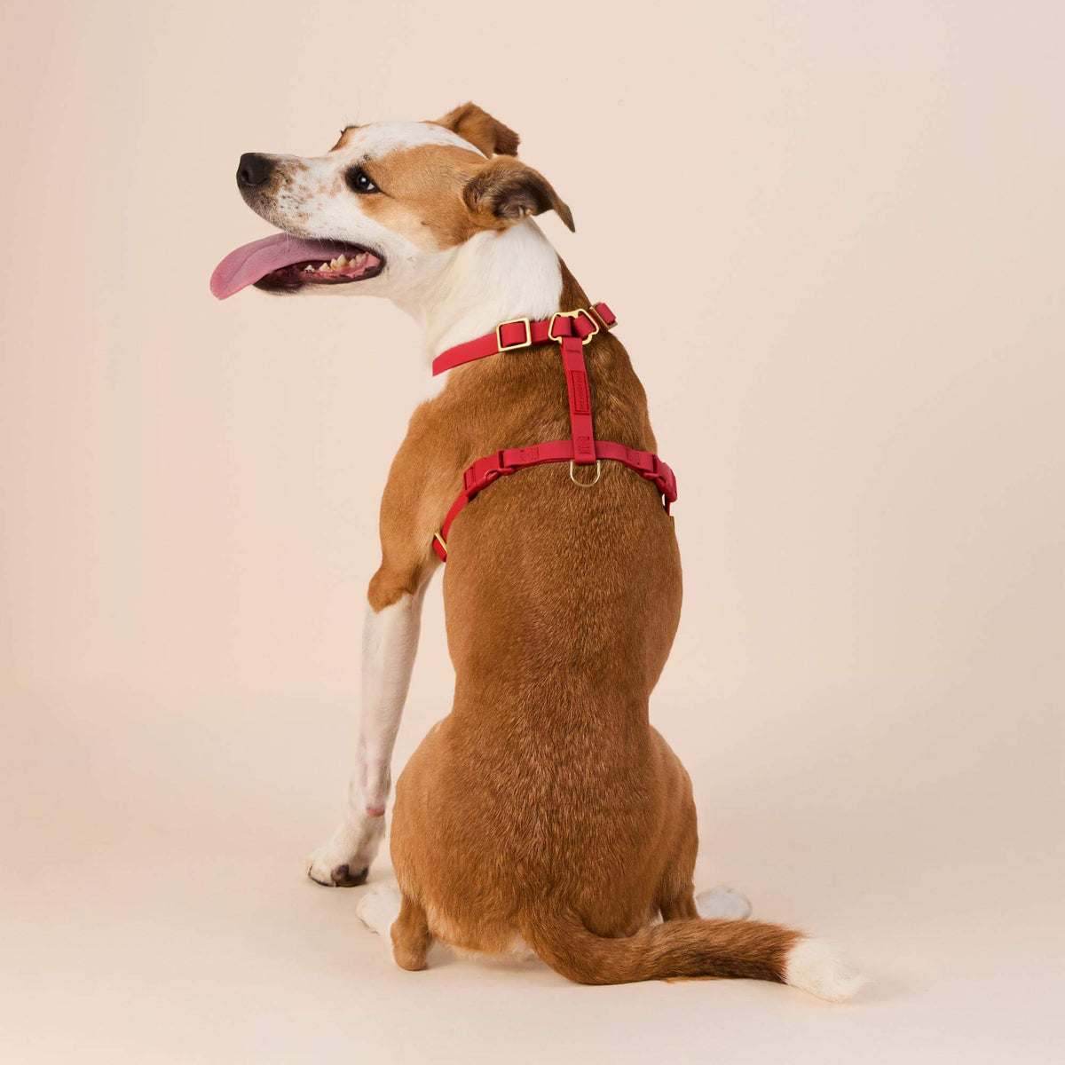 Active Flex Dog Harness (XS/S), Ember view 5