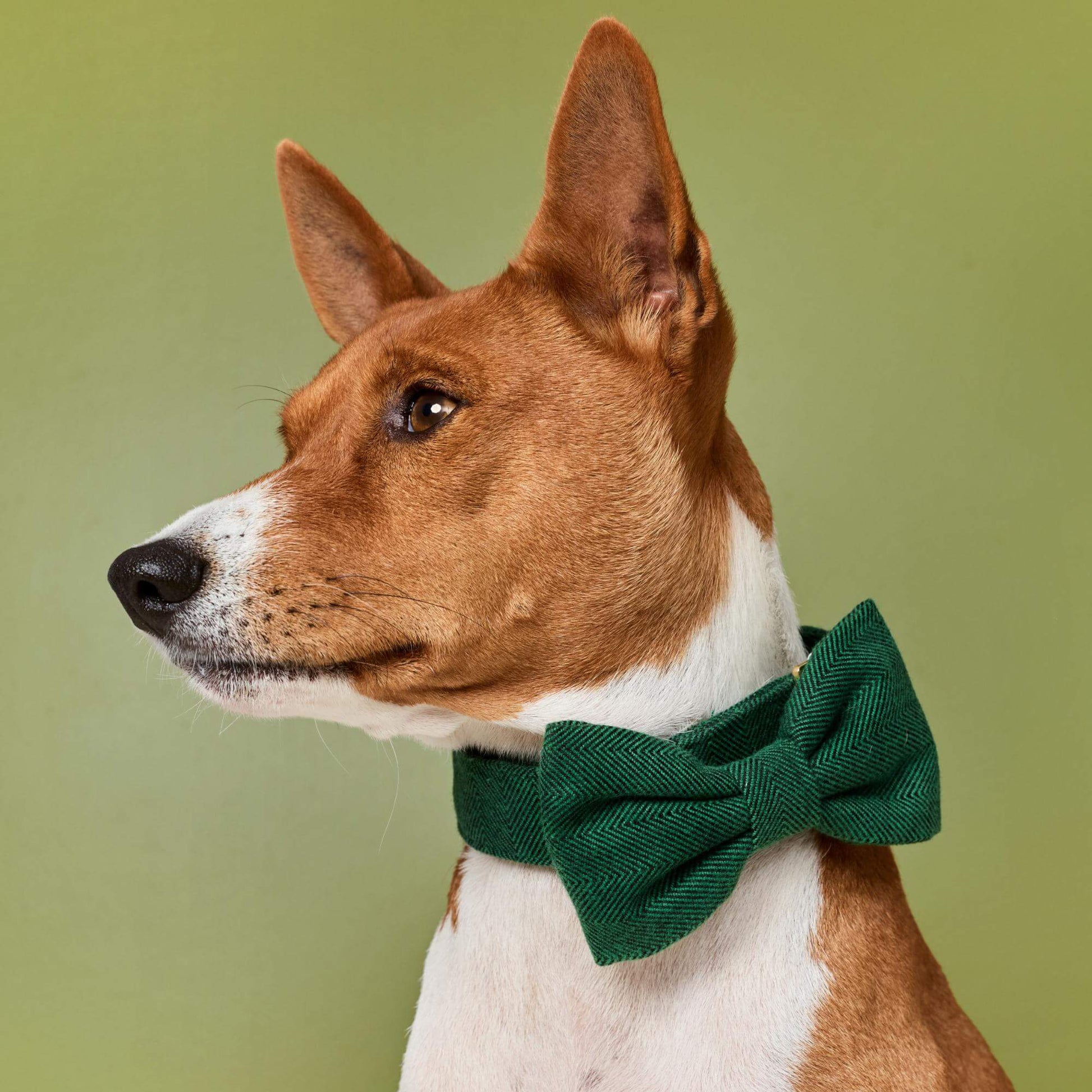 #Modeled by Ricky (27lbs) in a Large bow tie