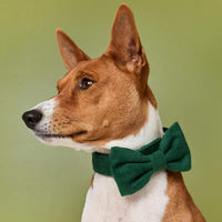 #Modeled by Ricky (27lbs) in a Medium collar and Large bow tie