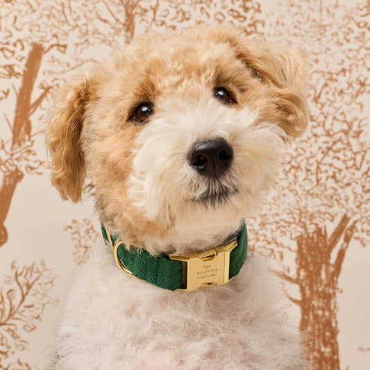 #Modeled by Sesame (27lbs) in Medium