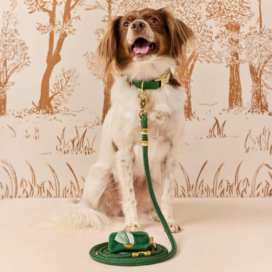 #Modeled by Ollie (20lbs) in a Medium collar and Standard leash