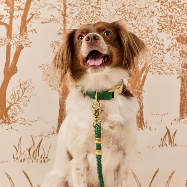Evergreen Herringbone Collar Walk Set from The Foggy Dog