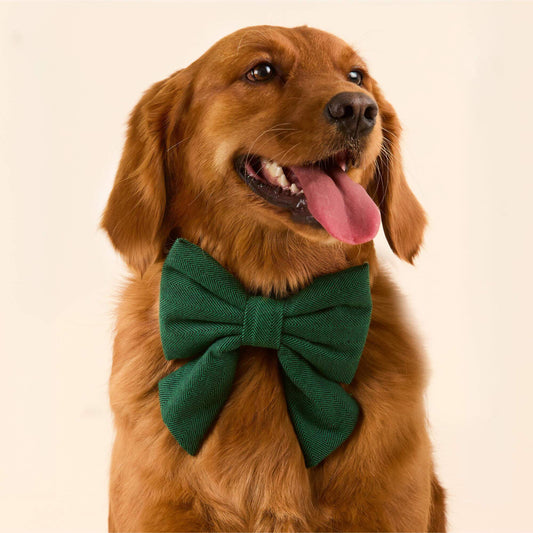 #Modeled by Maple (45lbs) in a Medium collar and Large lady bow