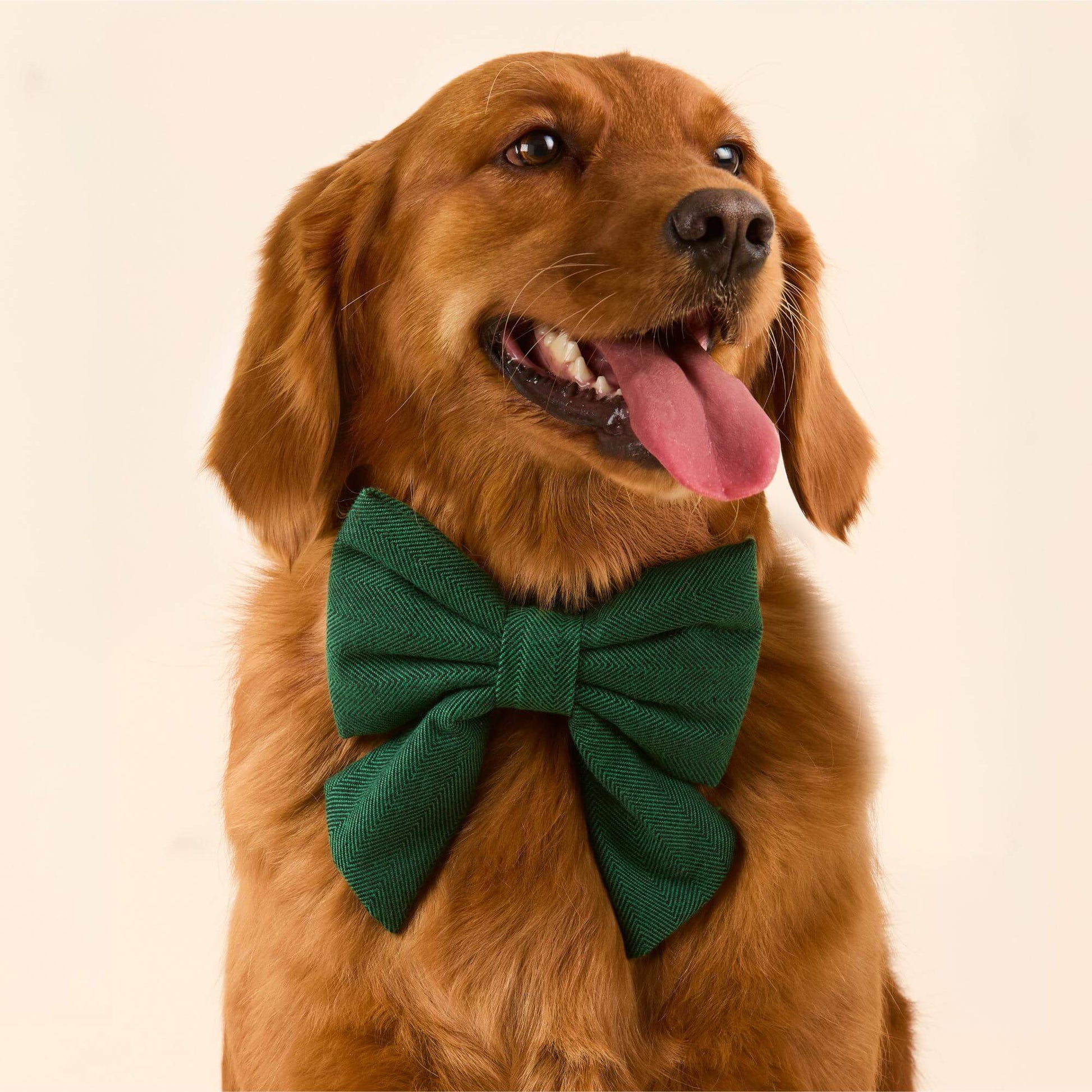 #Modeled by Maple (45lbs) in a Large lady bow