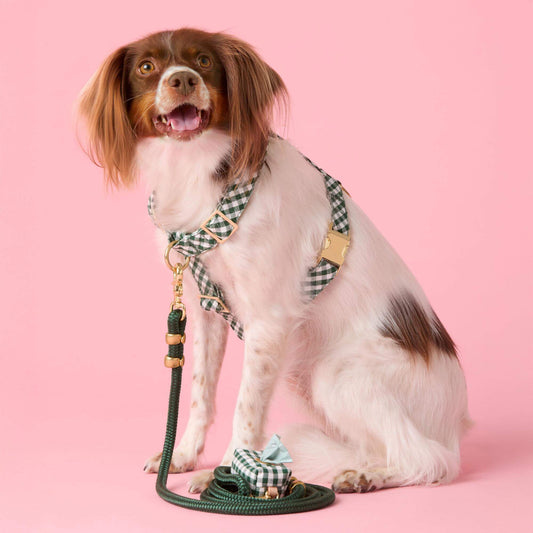 #Modeled by Ollie (23lbs) in a Medium harness and Standard leash