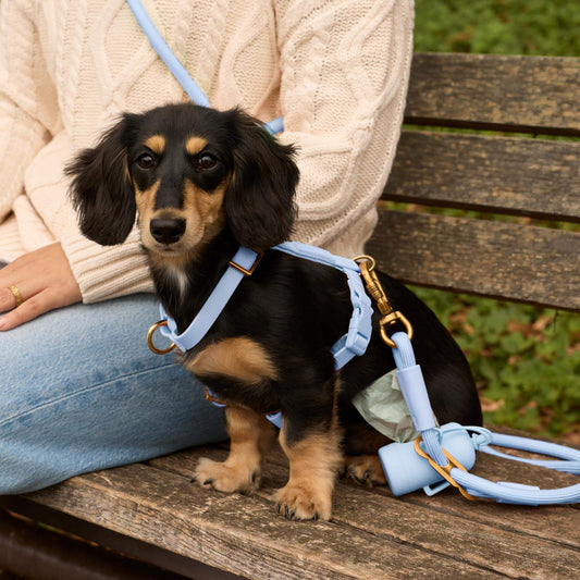 Active Flex Dog Harness (XS/S), Alpine view 2