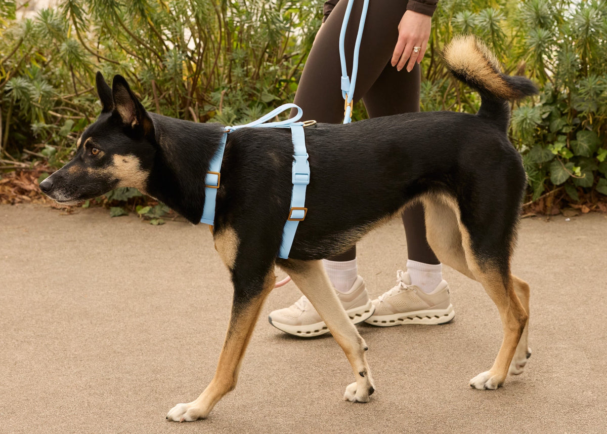 Active Flex Harness, Alpine at The Foggy Dog