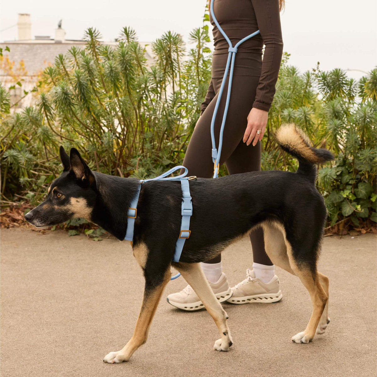 #Olive (65lbs) in a Large harness and Standard leash