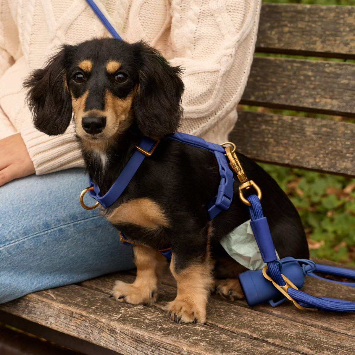 #Frank (7lbs) in an X-Small harness and Petite leash