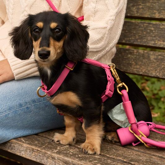 Active Flex Dog Harness (XS/S), Dahlia view 2