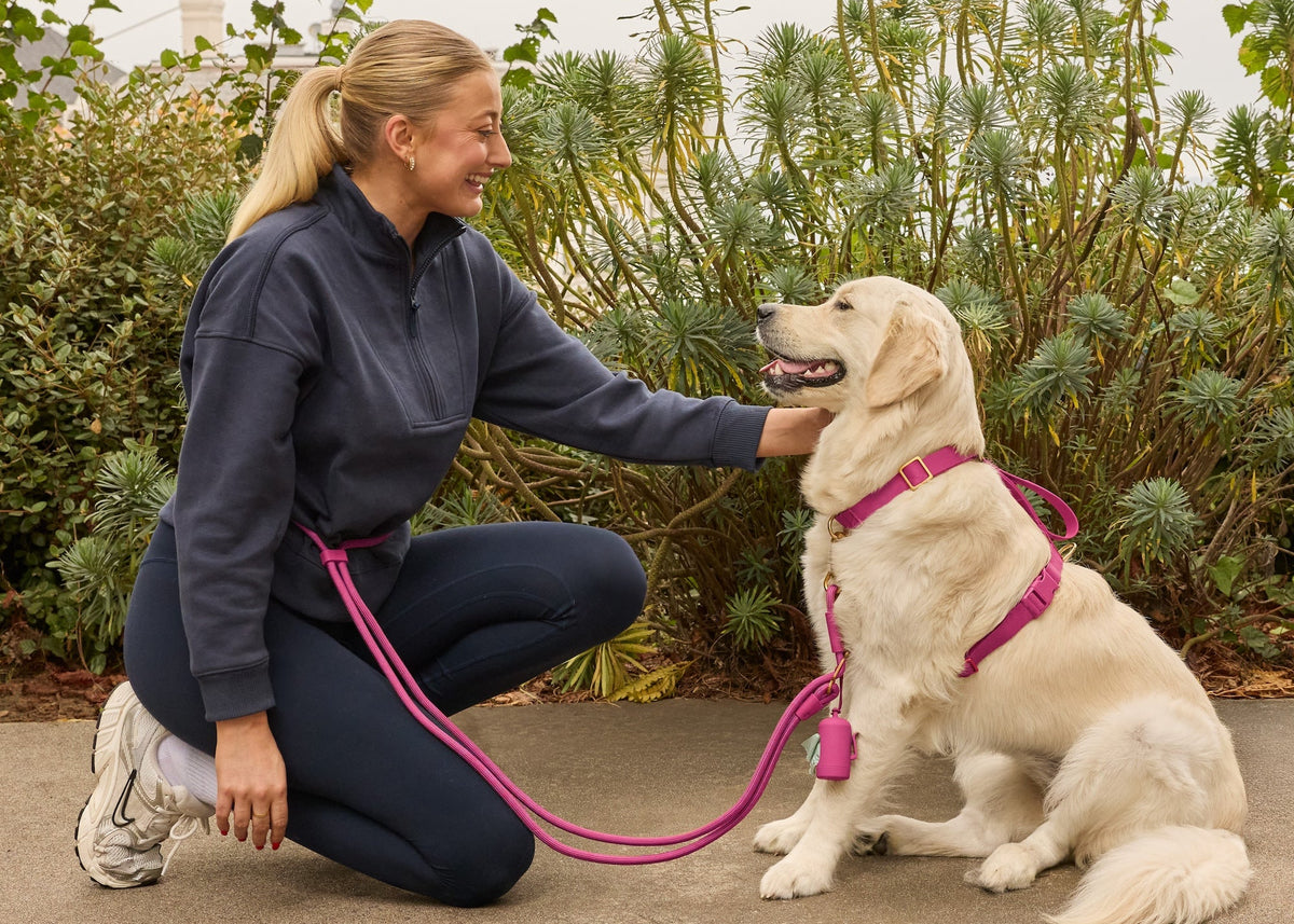 Active Flex Harness, Dahlia at The Foggy Dog