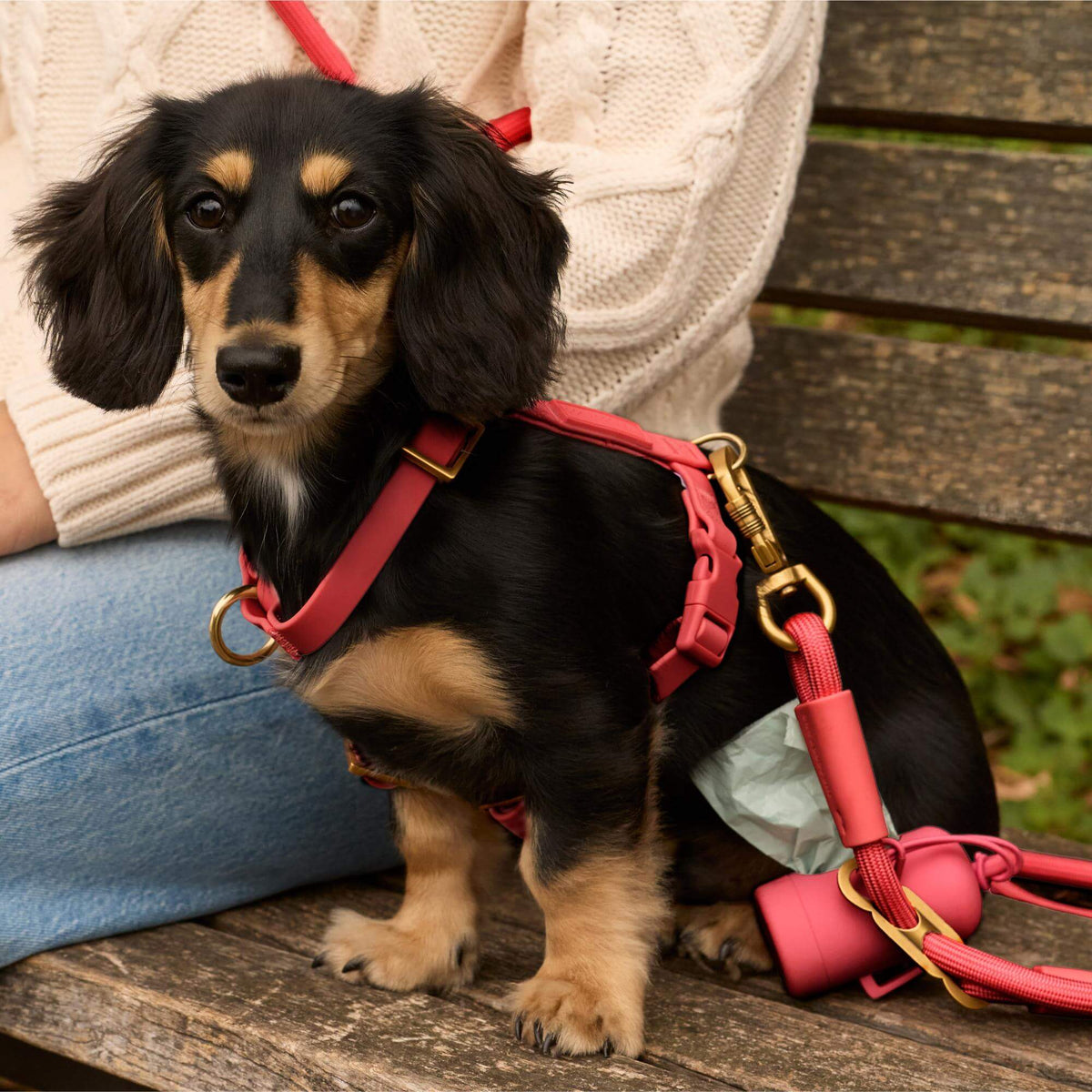 #Frank (7lbs) in an X-Small harness and Petite leash