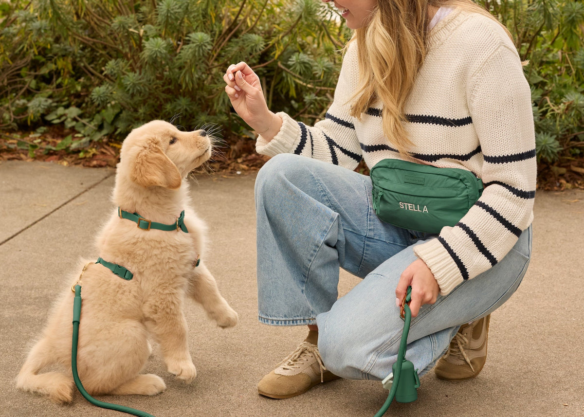 Active Flex Harness Adventure Walk Set, Fern at The Foggy Dog