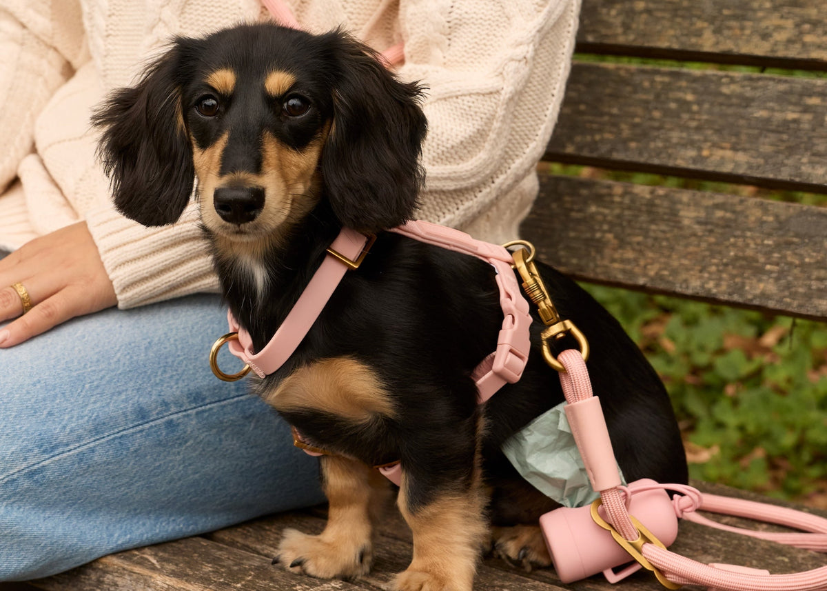 Active Flex Harness Walk Set, Shell at The Foggy Dog