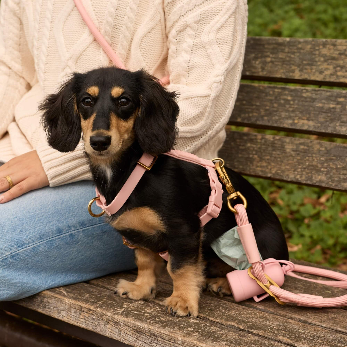 #Frank (7lbs) in an X-Small harness and Standard leash