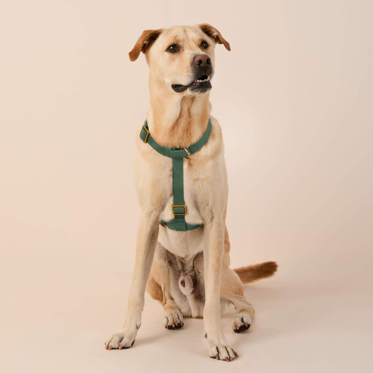 Active Flex Dog Harness - With Handle (M/L), Fern view 3