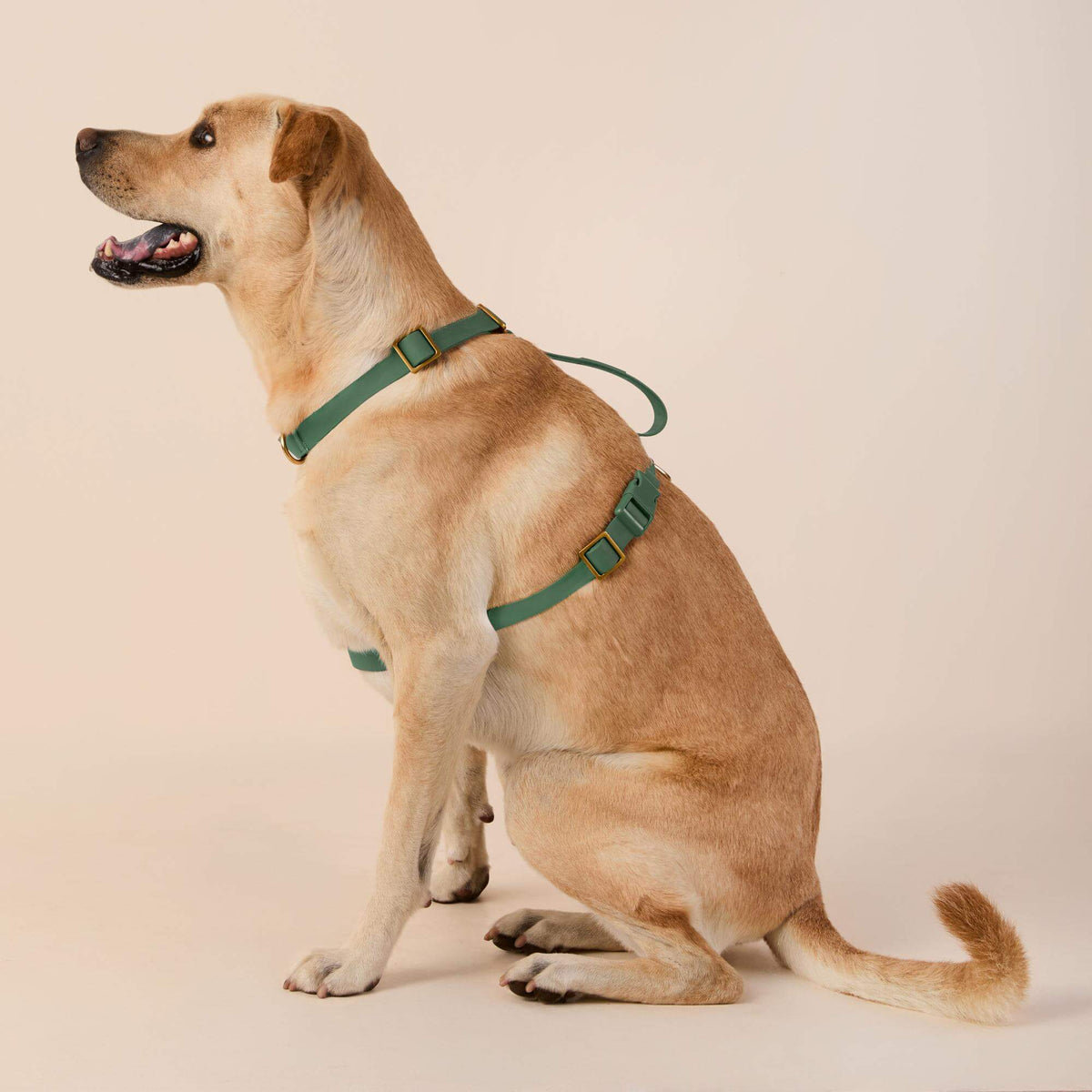 Active Flex Dog Harness - With Handle (M/L), Fern view 4