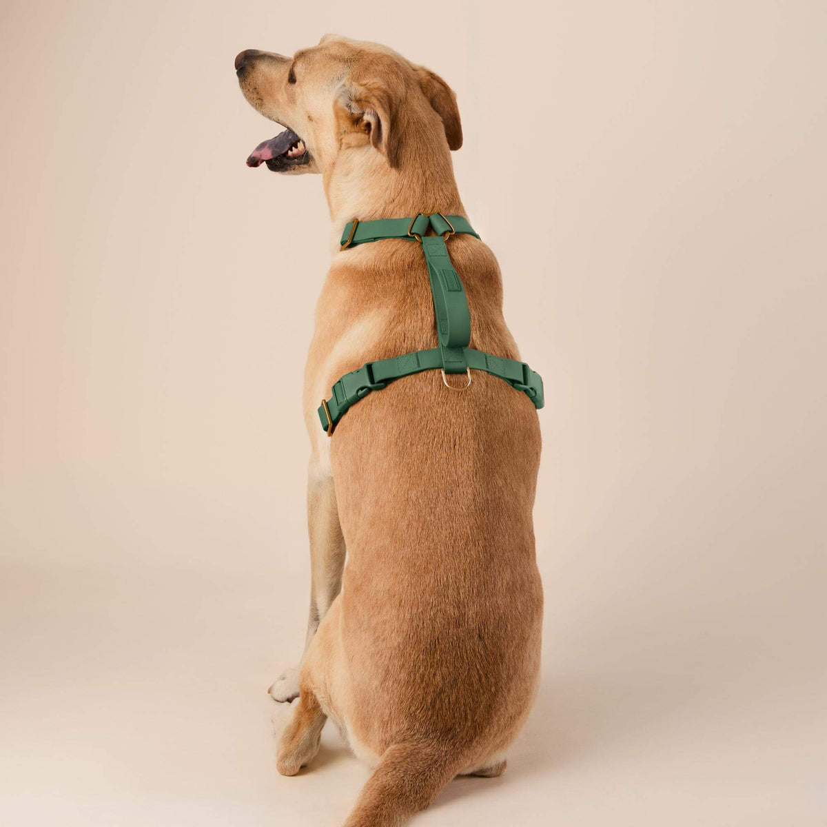 Active Flex Dog Harness - With Handle (M/L), Fern view 5