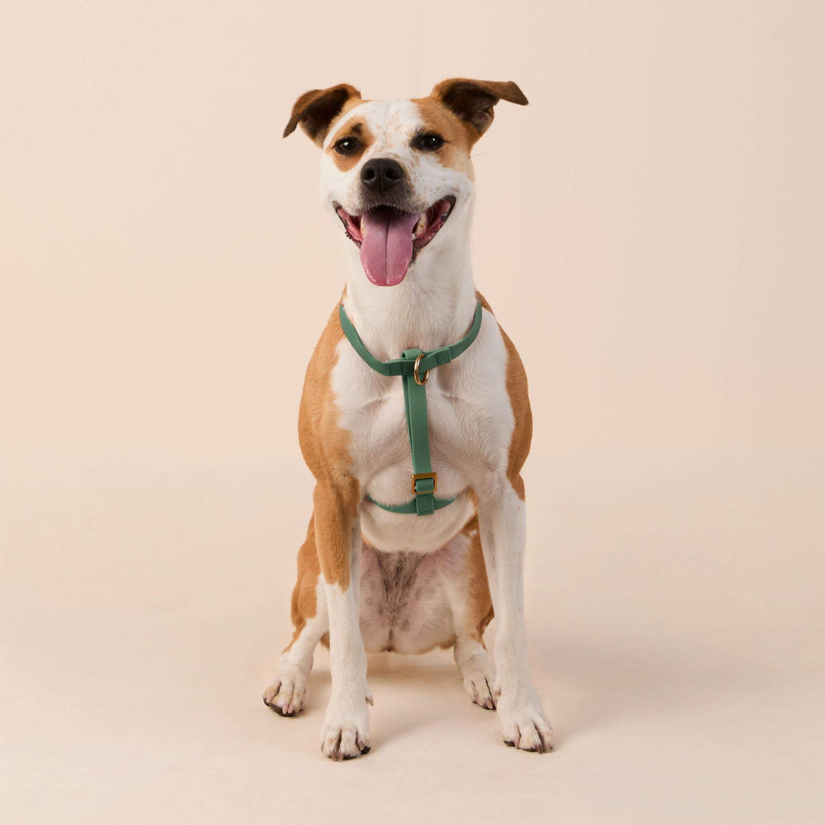 Active Flex Dog Harness (XS/S), Fern view 3