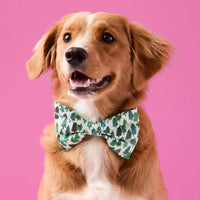 #Modeled by Noe (27lbs) in a Medium collar and Large bow tie