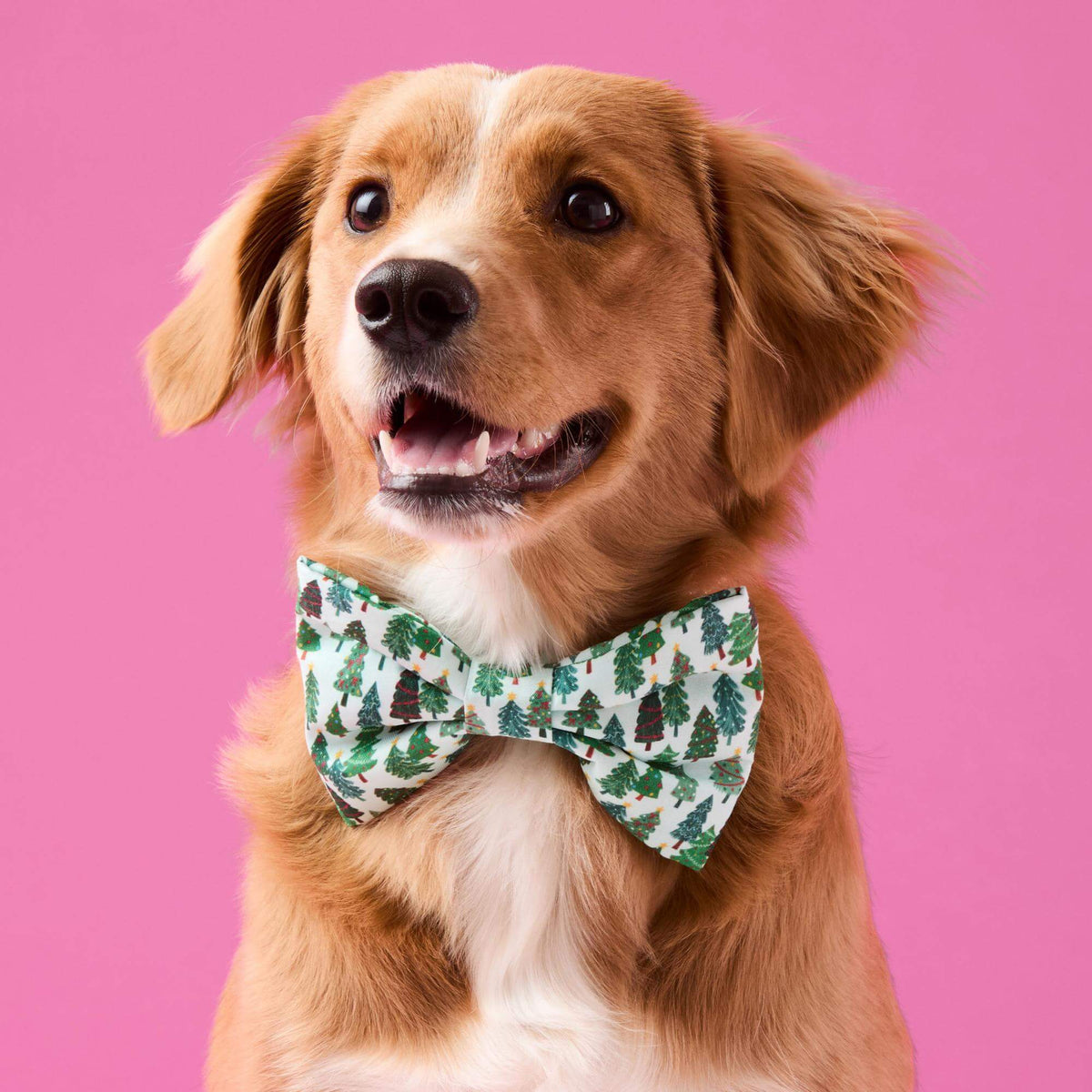 #Modeled by Noe (27lbs) in a Large bow tie