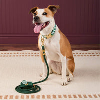 #Modeled by Sadie (27lbs) in a Medium collar and Standard leash