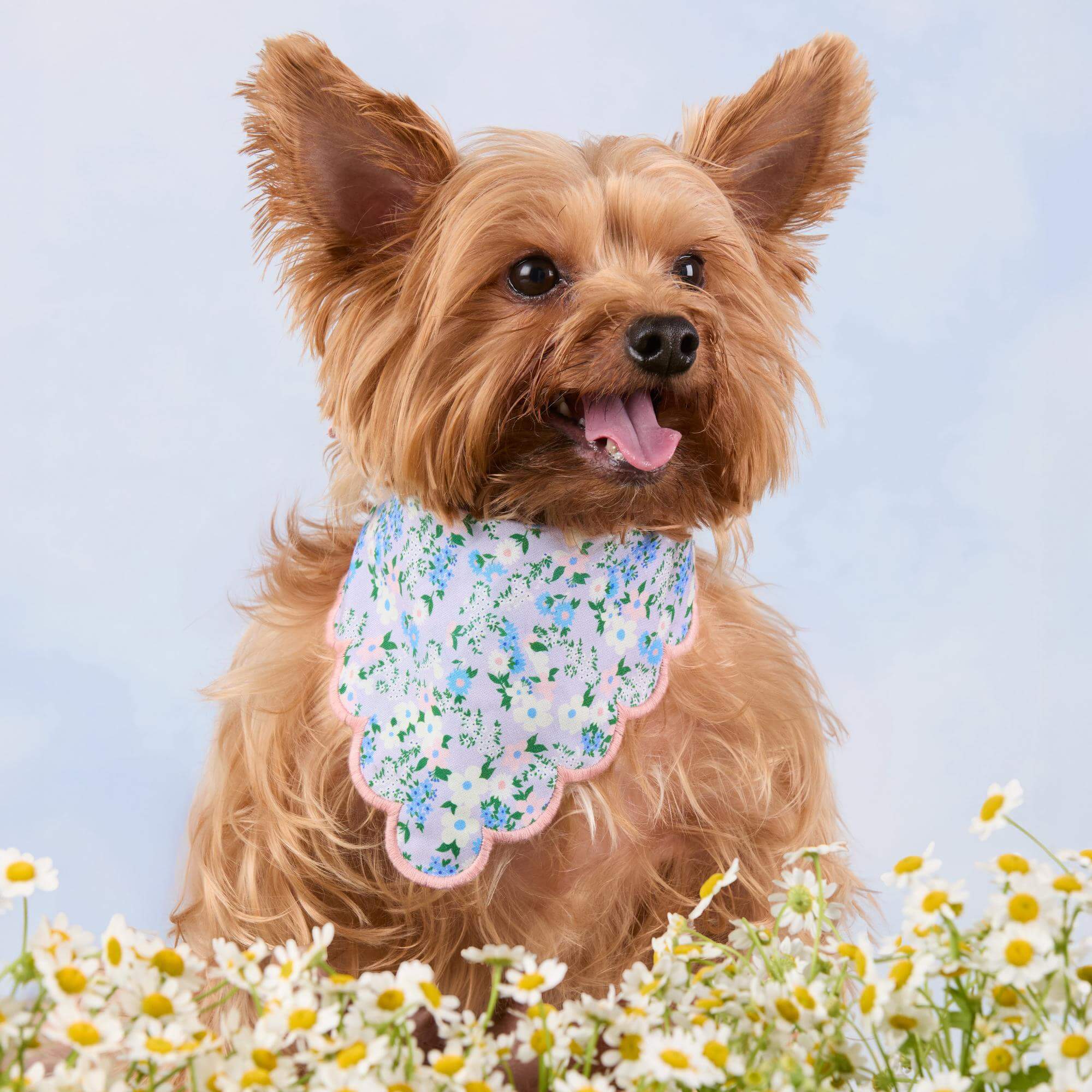 Flora Scalloped Dog Bandana – The Foggy Dog