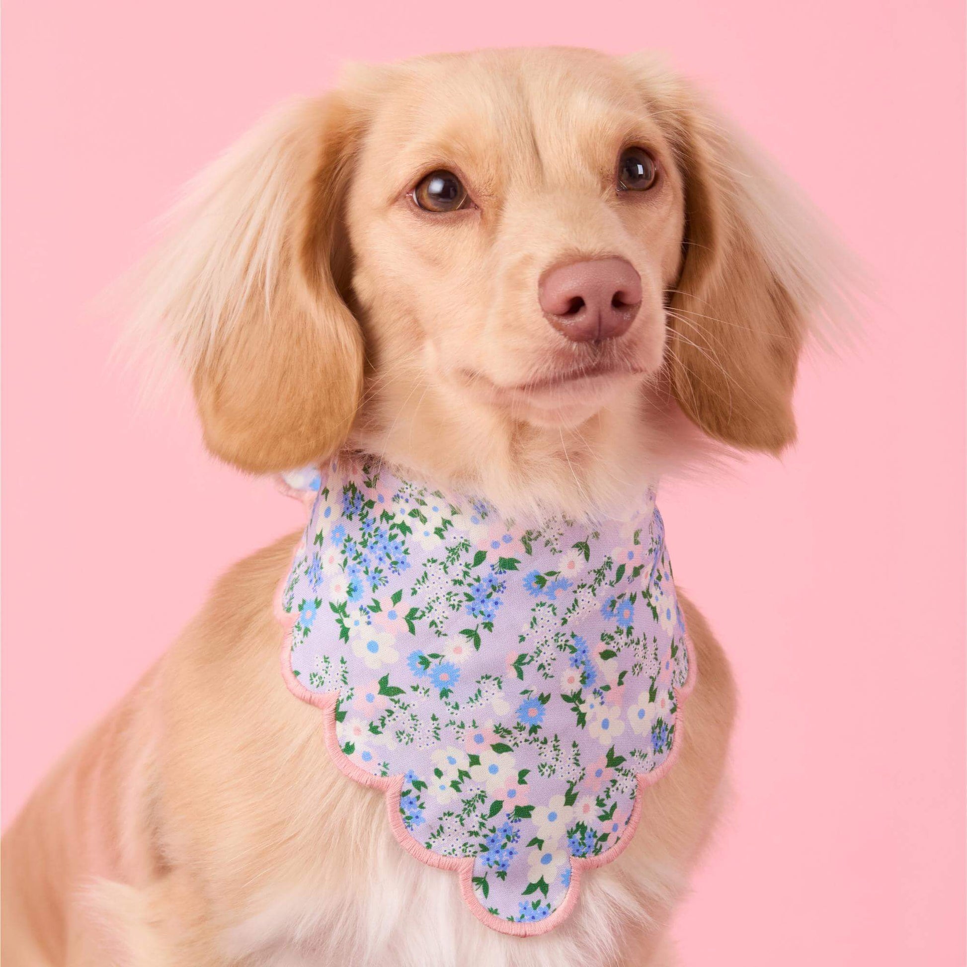 #Modeled by Finley (11lbs) in Small