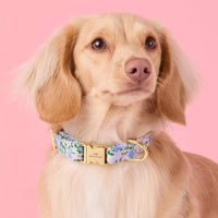 #Modeled by Finley (11lbs) in Small