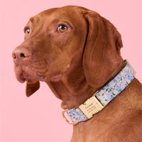 #Modeled by Nala (70lbs) in Large