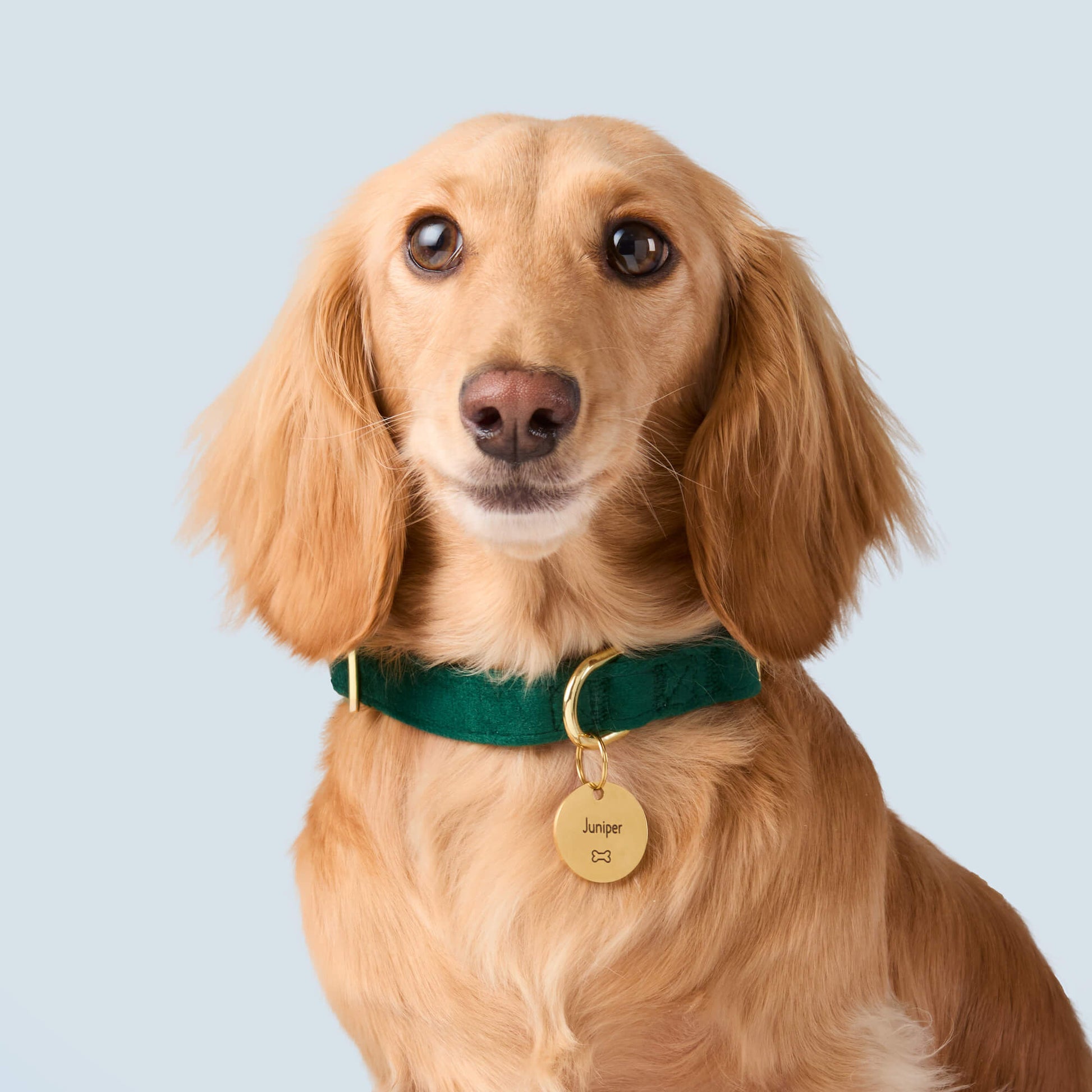 #Modeled by Charlie (12lbs) in a Large pet ID tag