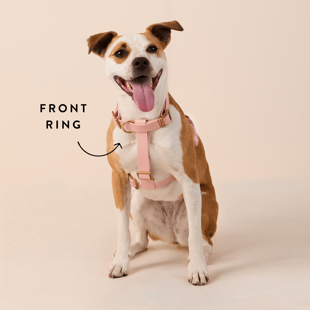 Dual leash attachment points offer added versatility for every walk.