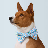 #Modeled by Ricky (30lbs) in a Medium collar and Large bow tie