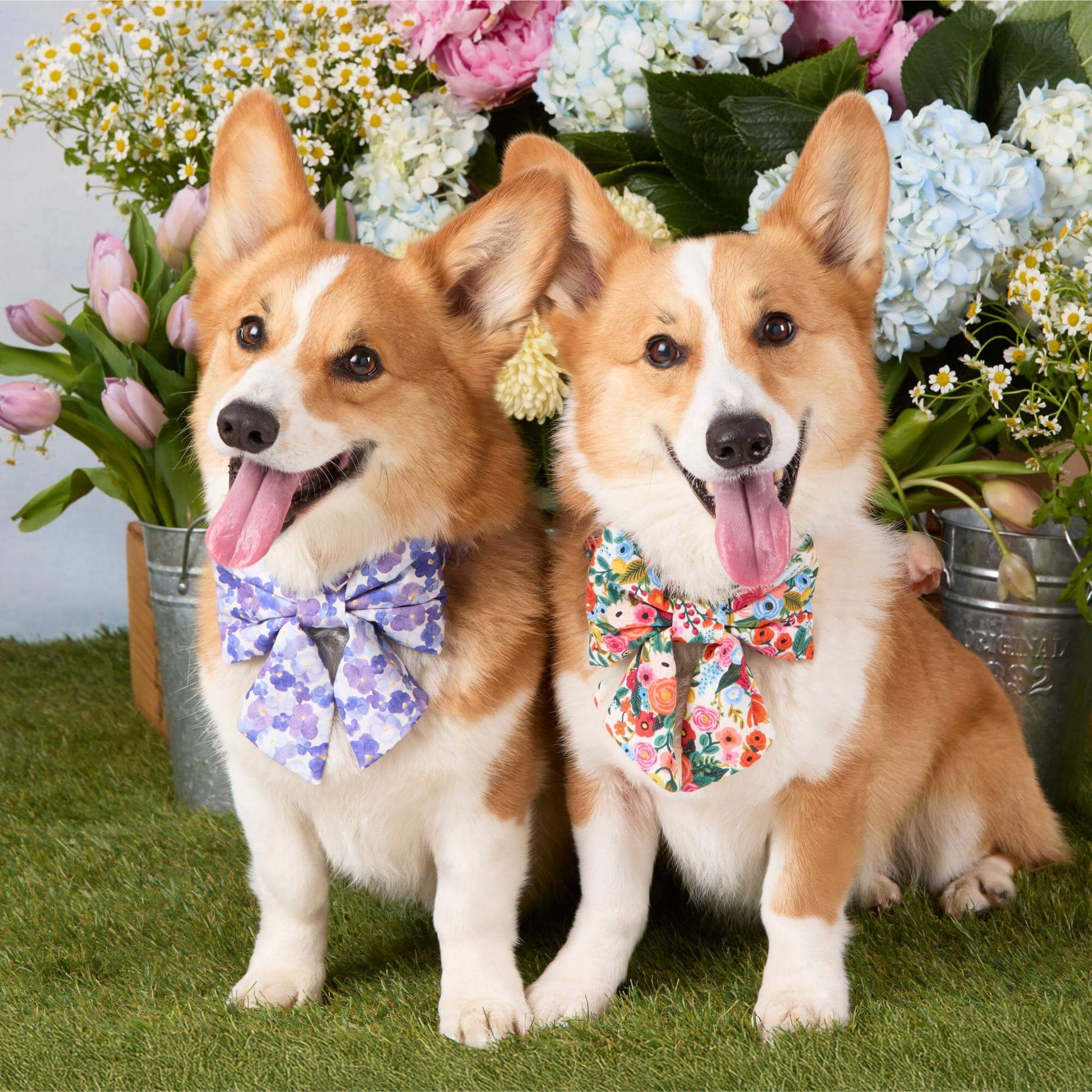 #Modeled by Captain and Tony (30lbs) both in a Medium collar and Large lady bow