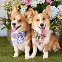 #Modeled by Captain and Tony (30lbs) both in a Medium collar and Large lady bow