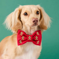#Modeled by Finley (12lbs) in a Small collar and Large bow tie
