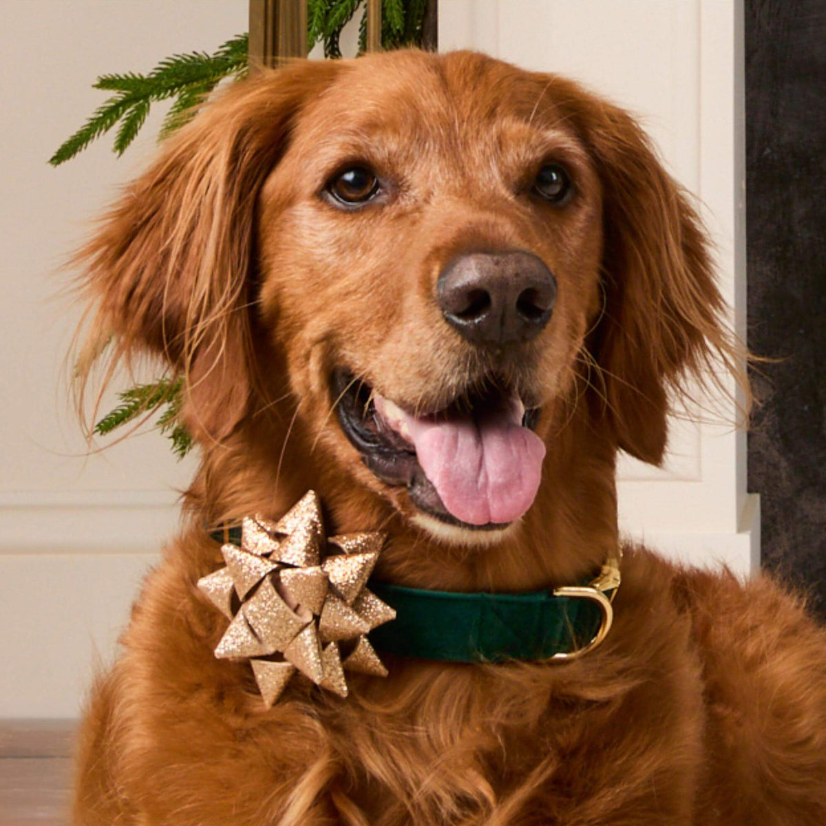 #Modeled by Goose (75lbs) in Large