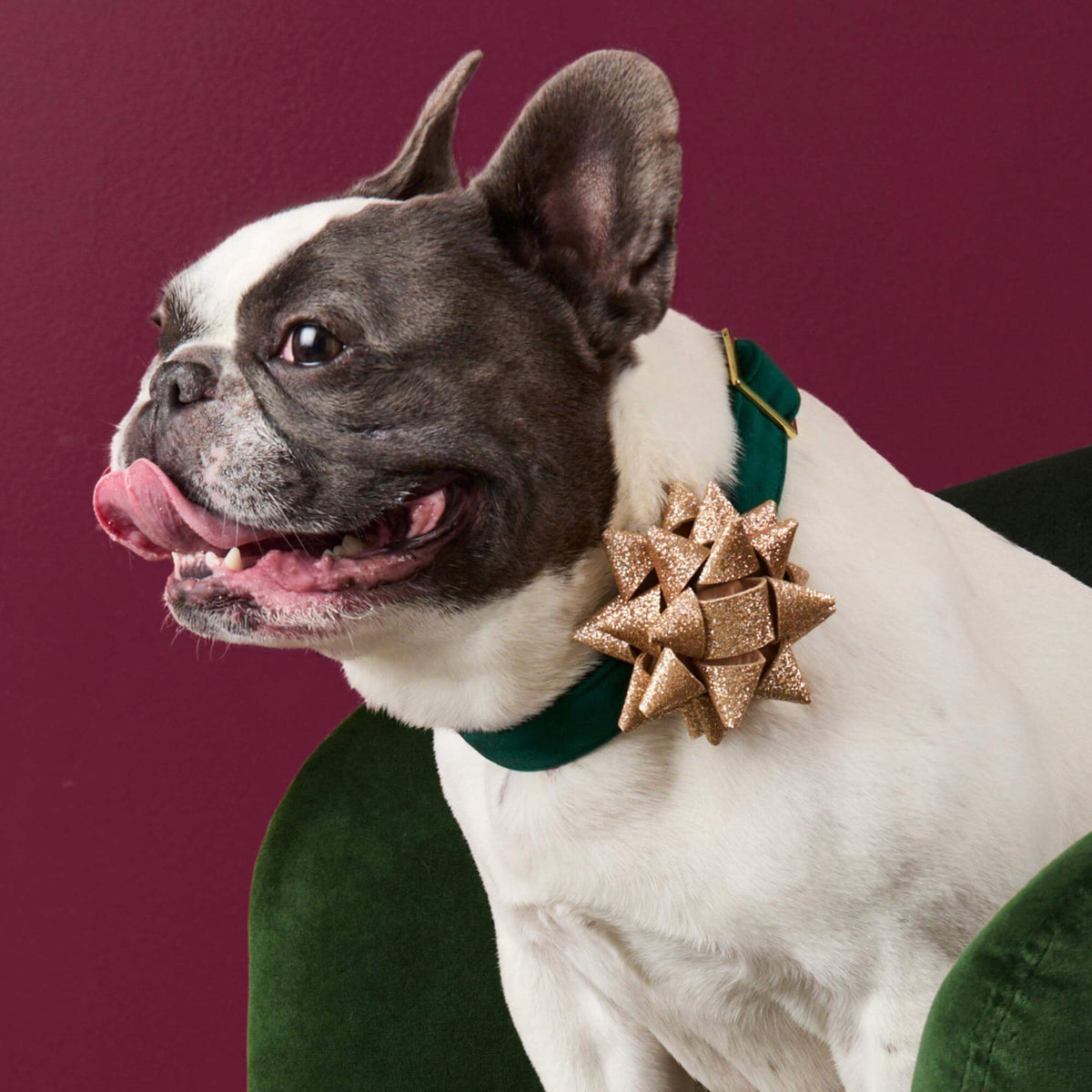 #Modeled by Jacques (27lbs) in Medium
