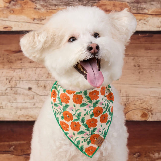 #Modeled by Mochi (14lbs) in Small