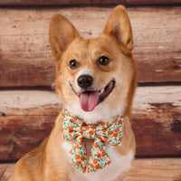 #Modeled by Foxy (20lbs) in a Large lady bow