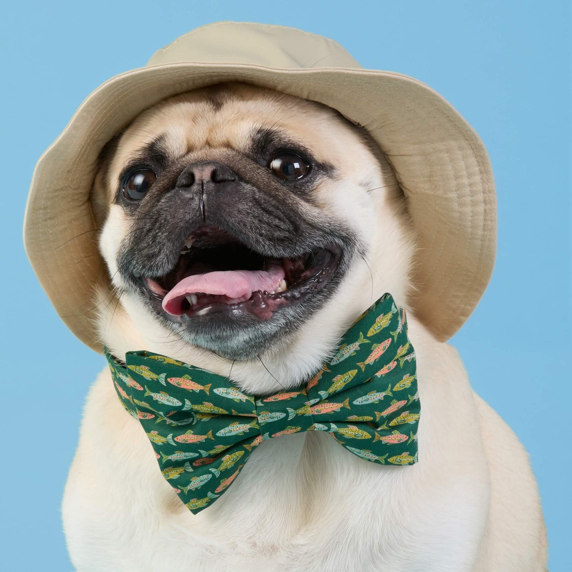 #Modeled by Greg (21lbs) in a Large bow tie