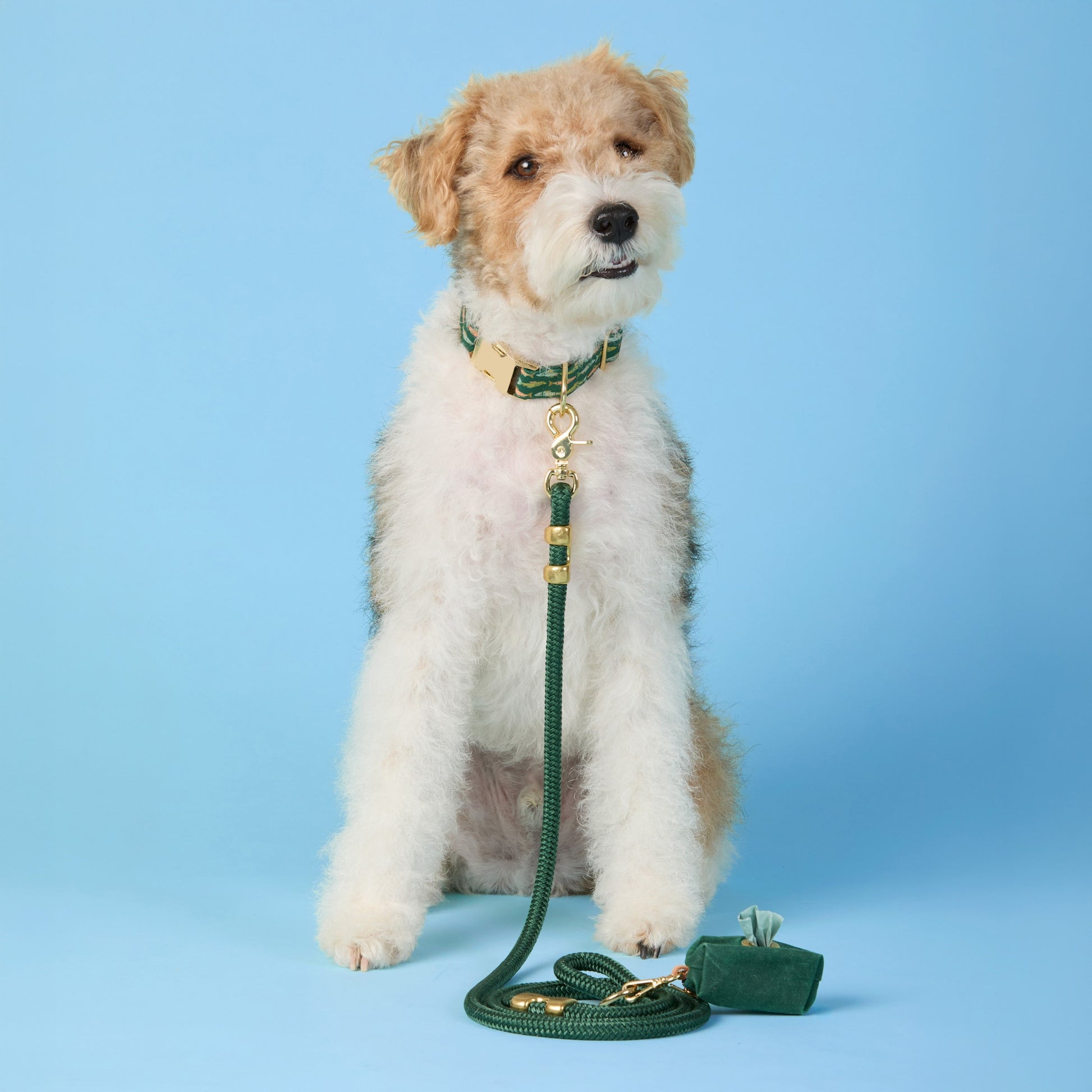 #Modeled by Sesame (27lbs) in a Medium collar and Standard leash