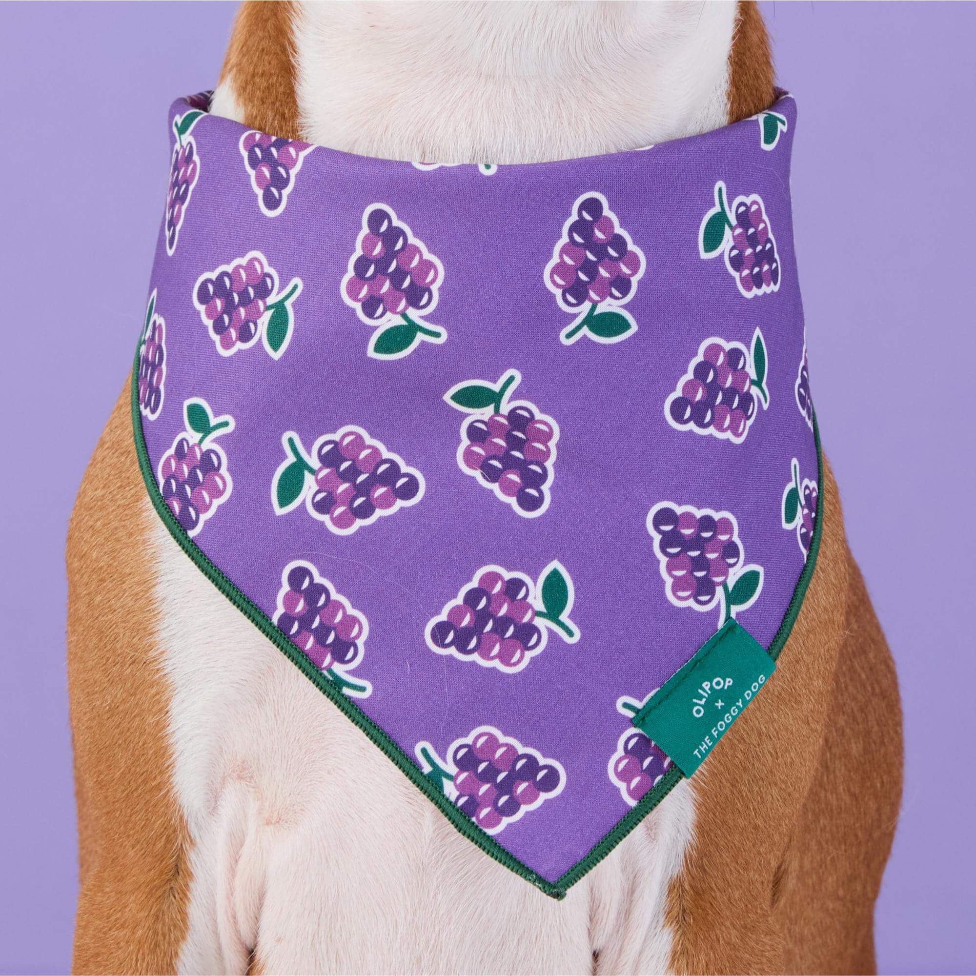 OLIPOP x TFD Classic Grape Dog Bandana – The Foggy Dog